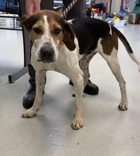 An adult medium-sized male Black Hound dog named Tater for adoption in Maryville, TN