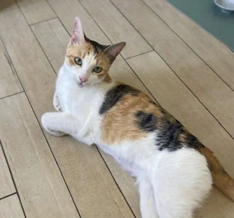 A young medium-sized female Calico cat named Clementine for adoption in Los Angeles, CA