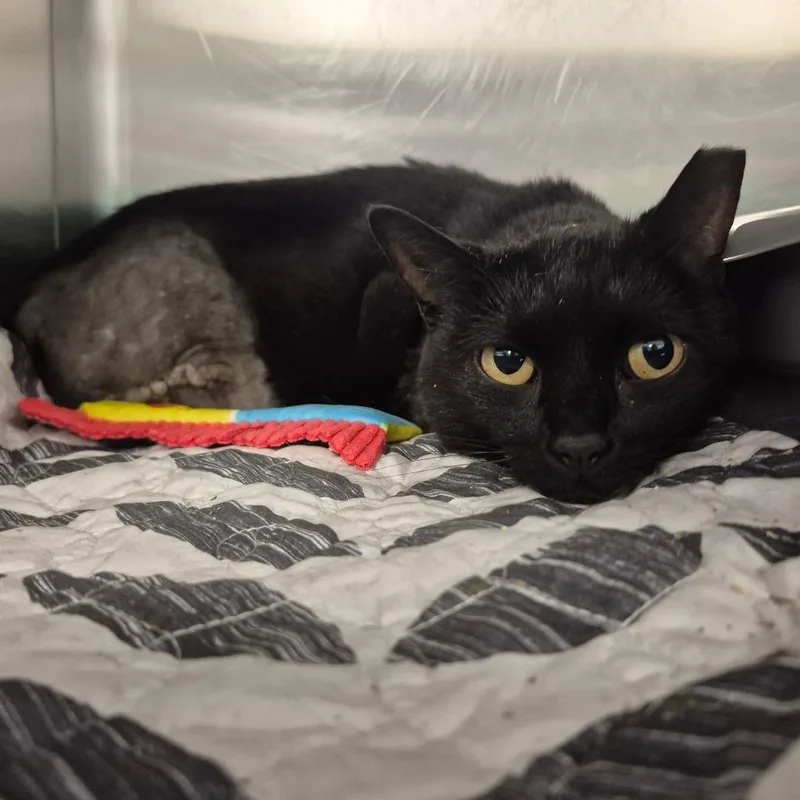 An adult medium-sized female Black Domestic Short Hair cat named Rosalie for adoption in Newark, NJ