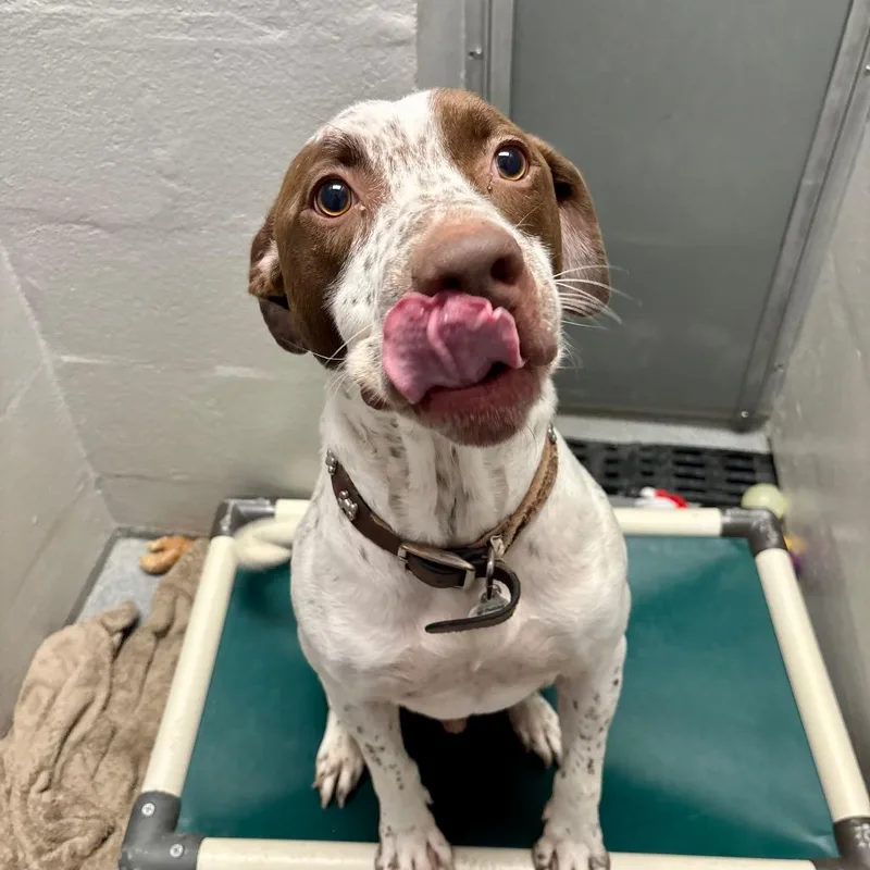 An adult medium-sized male White / Cream German Shorthaired Pointer dog named Fred for adoption in Evansville, IN