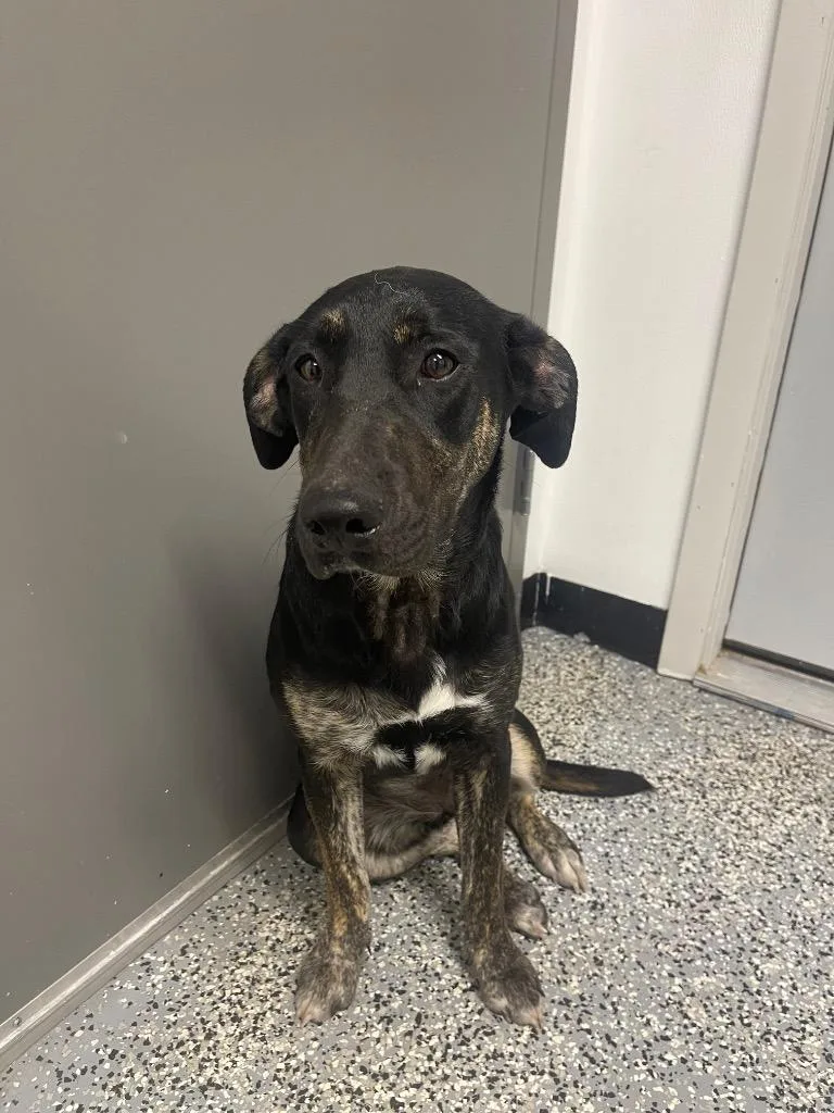 A young medium-sized female Catahoula Leopard Dog dog named Honey Bun for adoption in Seven Points, TX