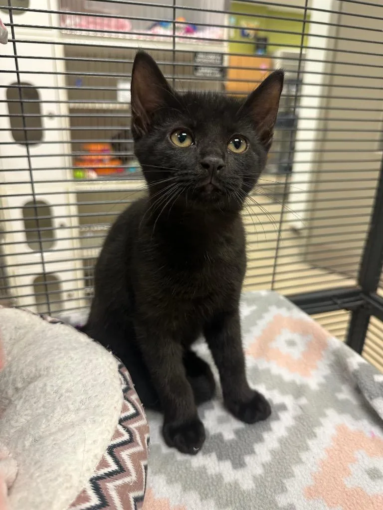 A baby medium-sized male Domestic Short Hair cat named Professor nap time for adoption in Johnson City, TN