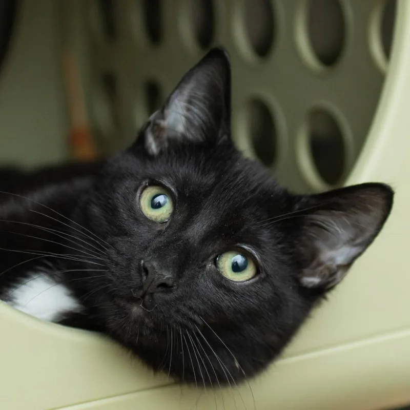 A baby medium-sized male Black Domestic Short Hair cat named Pepper for adoption in Middletown, RI