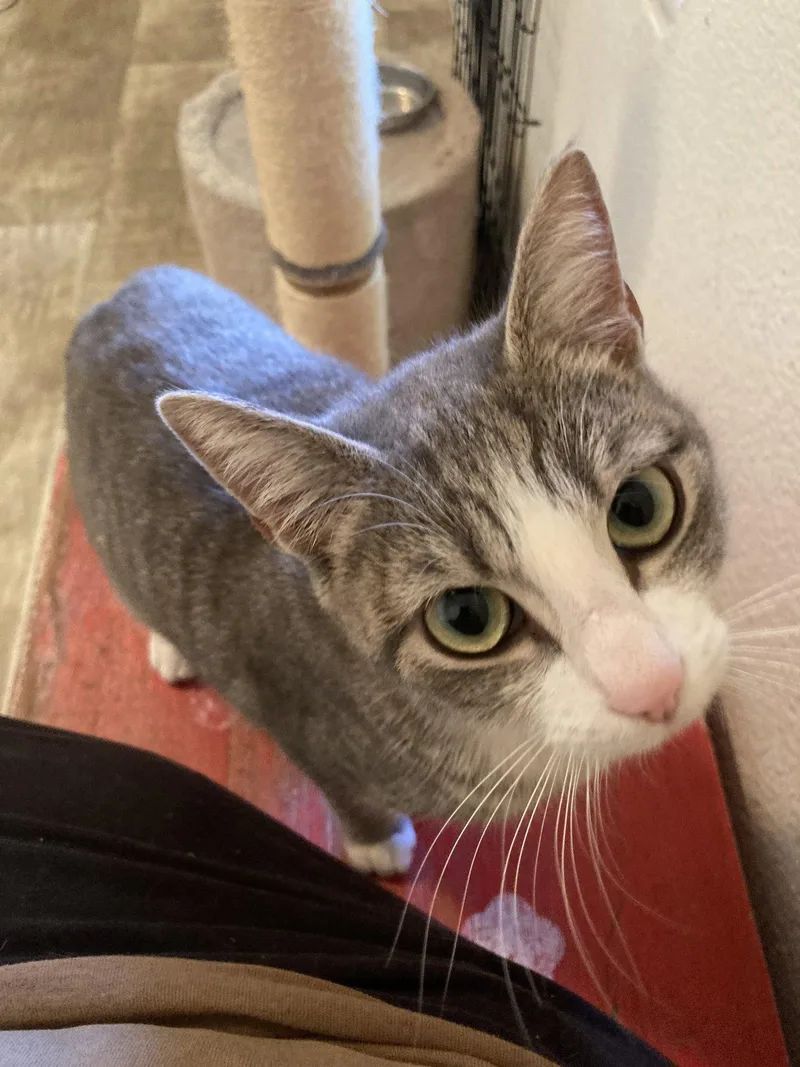 A young small-sized female Gray & White Domestic Short Hair cat named La Nina for adoption in San Diego, CA
