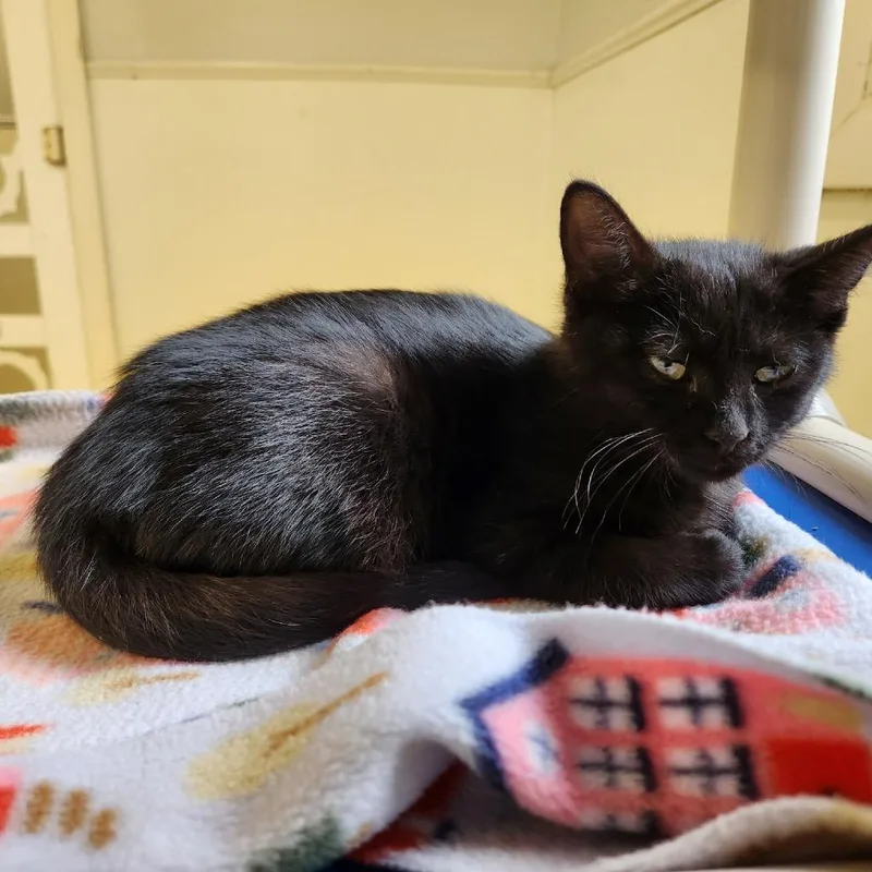 A baby small-sized male Black Domestic Short Hair cat named Frenchie for adoption in Delaware, OH