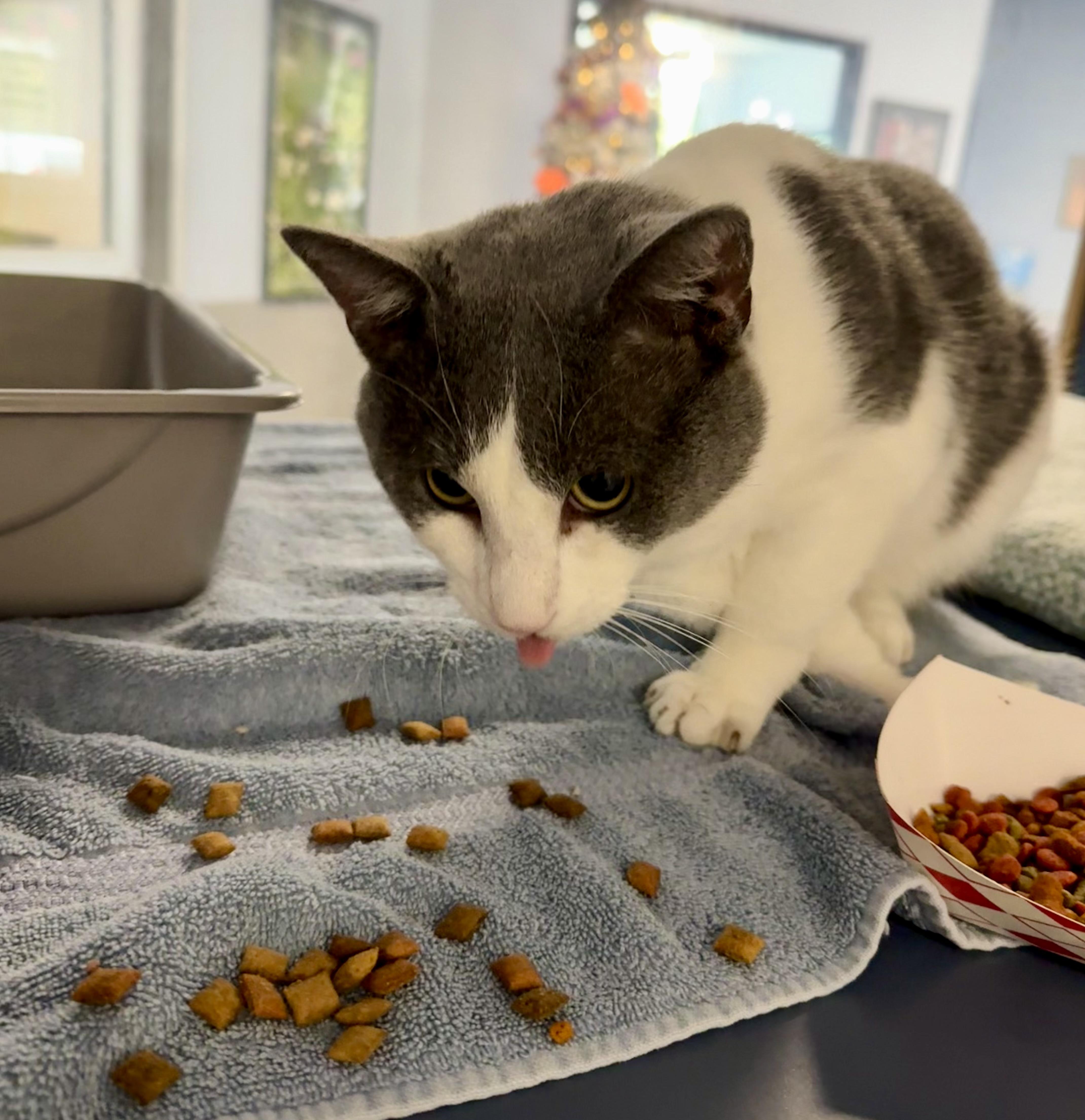 A young medium-sized male White Domestic Short Hair cat named Worm for adoption in Yonkers, NY