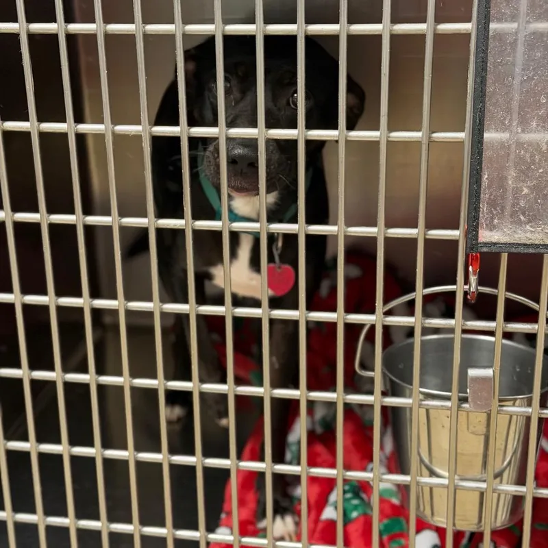 An adult medium-sized female Pit Bull Terrier dog named Princessa for adoption in Fort Smith, AR