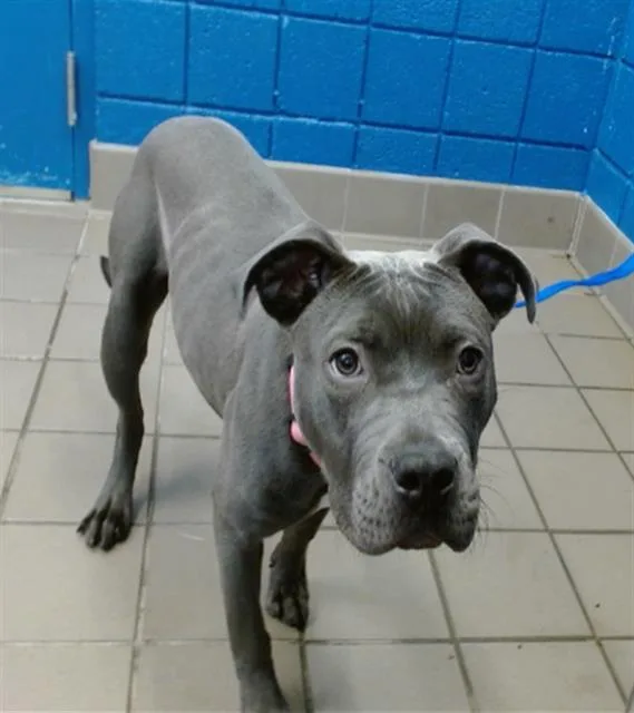 An adult small-sized female Staffordshire Bull Terrier dog named Squish for adoption in Albuquerque, NM