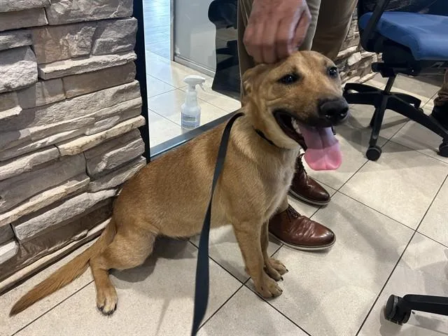 A young medium-sized male Mixed Breed dog named R. Jr for adoption in Garland, TX