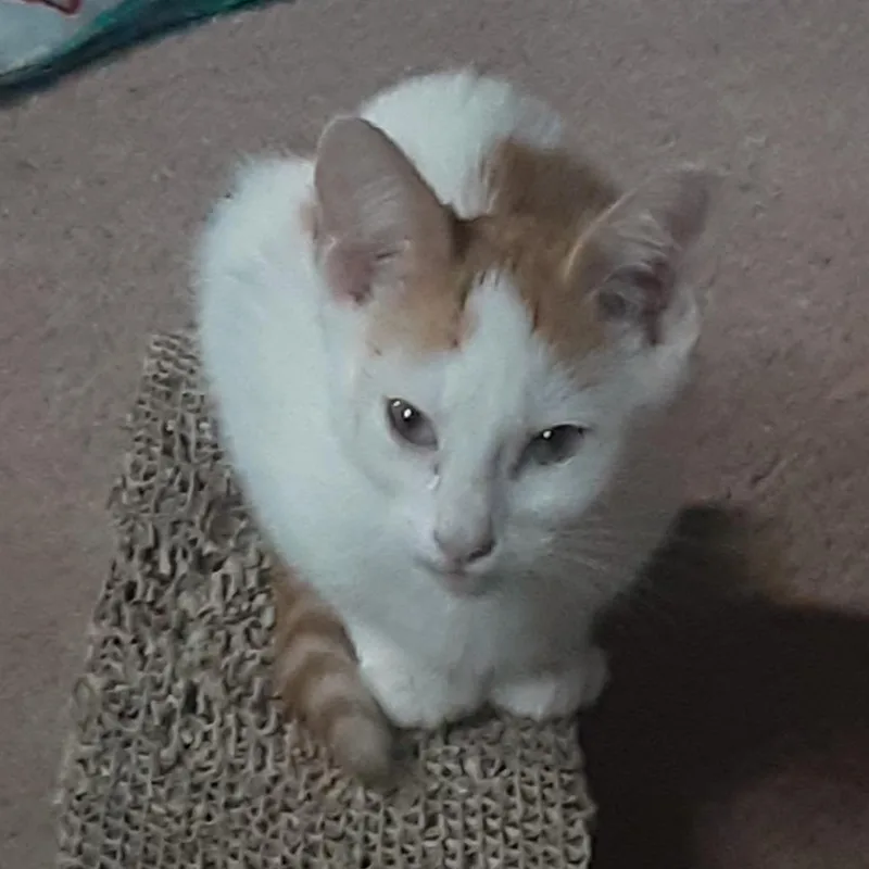 A baby small-sized male Orange / Red Domestic Short Hair cat named Scrump for adoption in South Elgin, IL