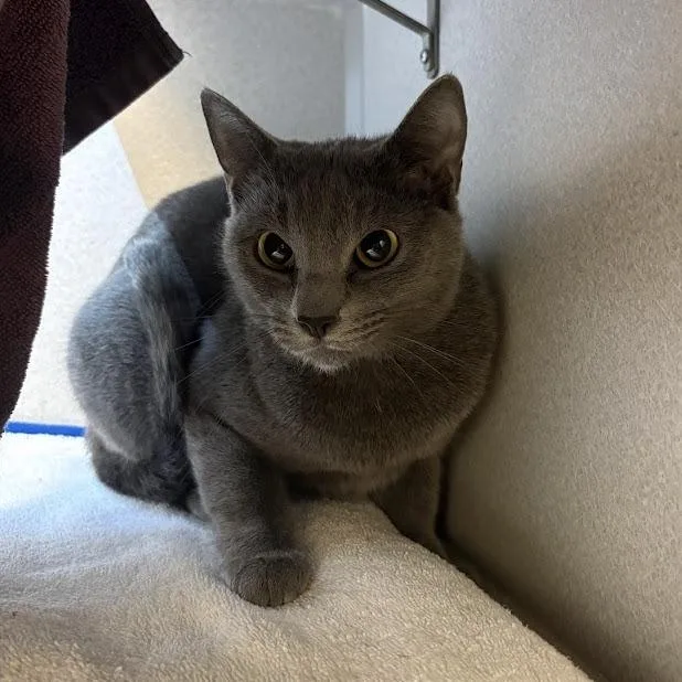 An adult medium-sized female Gray / Blue / Silver Domestic Short Hair cat named Smokey for adoption in Pittsburgh, PA