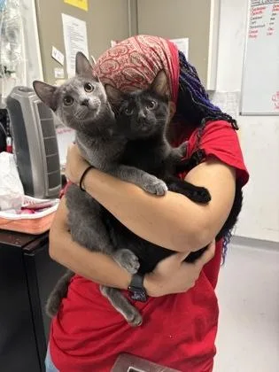 A baby medium-sized male Domestic Short Hair cat named Brandon for adoption in West Chester, PA