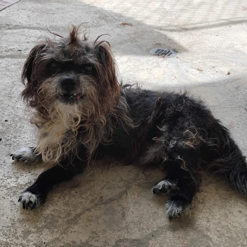 A senior small-sized male Black Terrier dog named Ryker for adoption in LOXAHATCHEE, FL