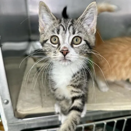 A baby small-sized female Brown / Chocolate Domestic Medium Hair cat named Julia for adoption in Matteson, IL