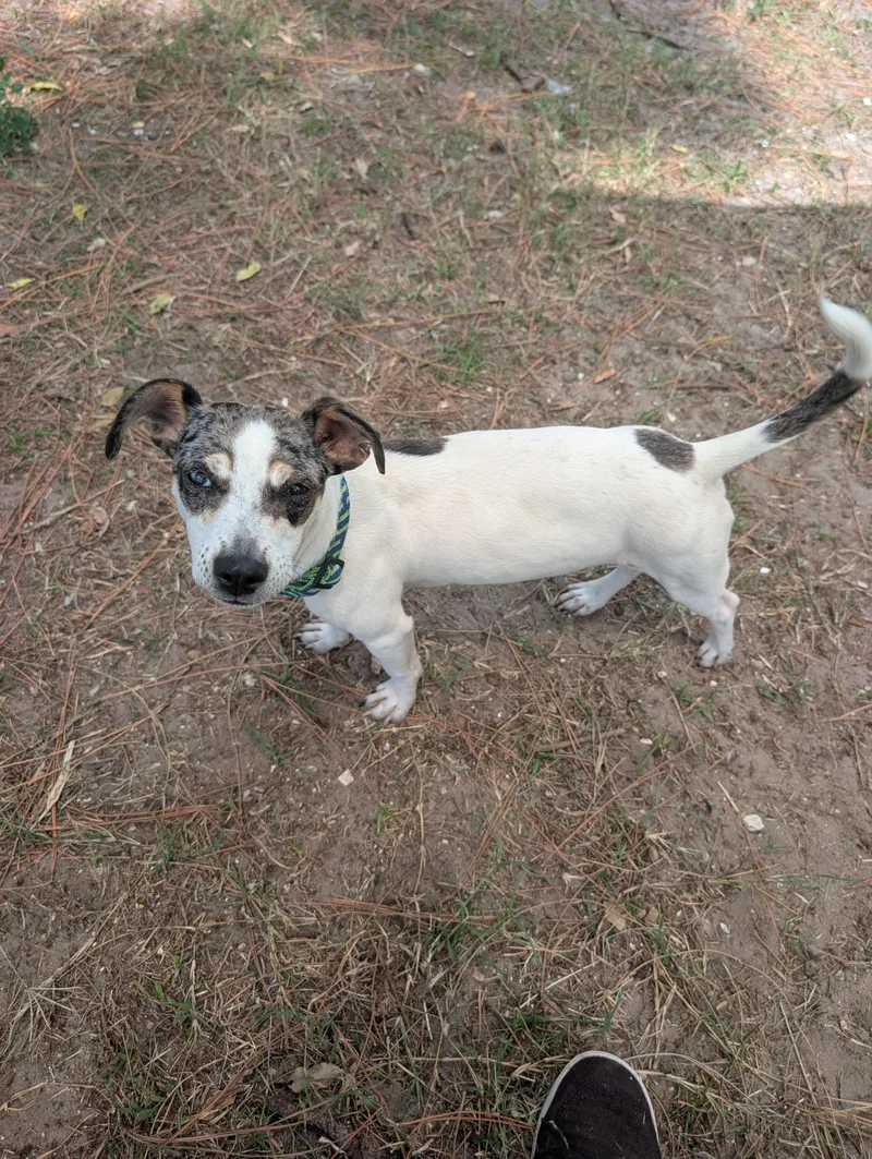 An adult small-sized male White / Cream Dachshund dog named Luigi for adoption in Estero, FL