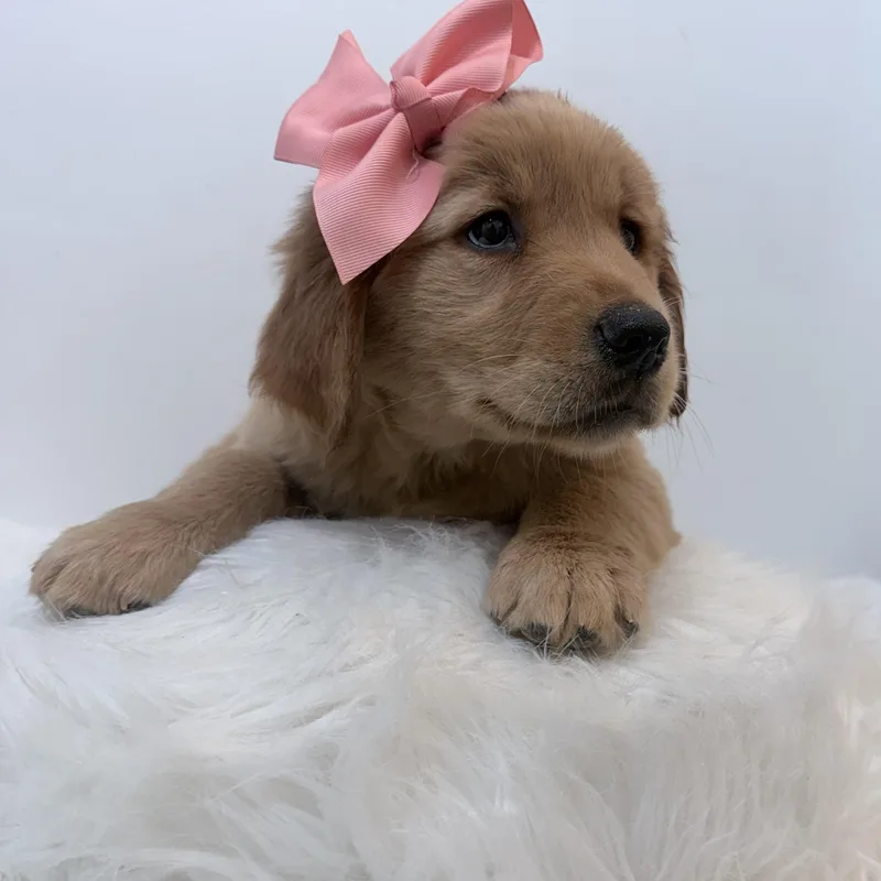 A baby large-sized female Golden Retriever dog named Maya for adoption in Wrightstown, NJ