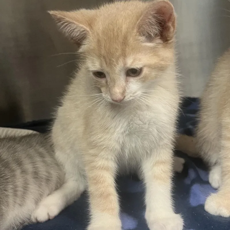 A baby small-sized male Buff / Tan / Fawn Domestic Short Hair cat named Brown Sugar for adoption in Newark, NJ