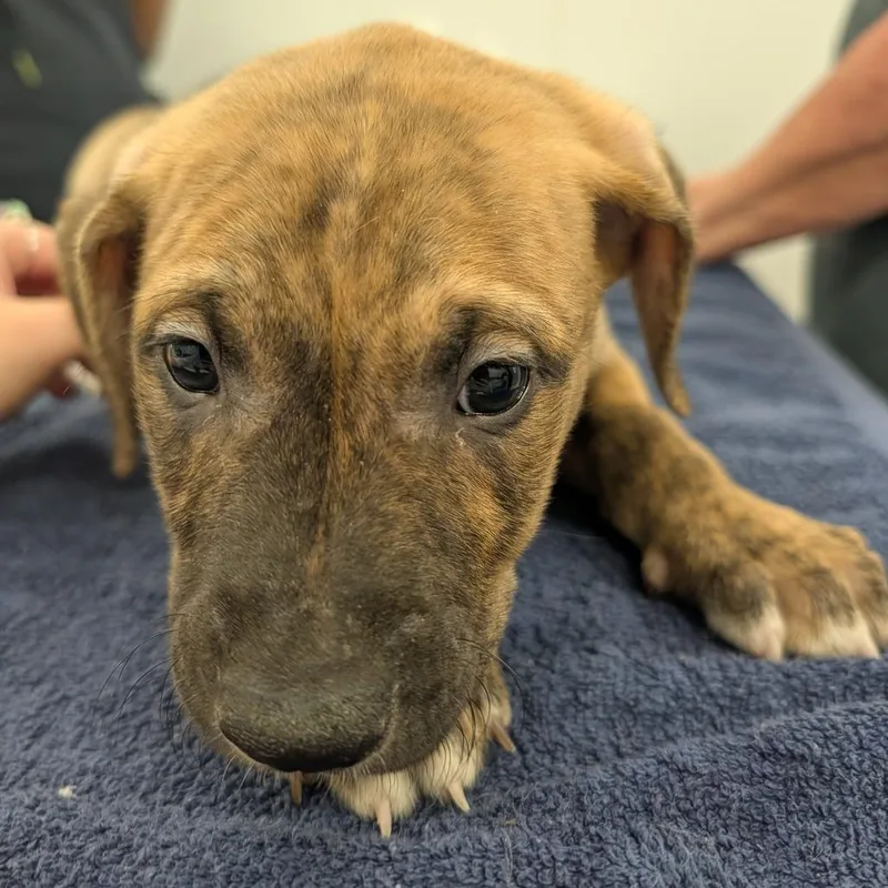 A baby small-sized male Yellow / Tan / Blond / Fawn Labrador Retriever dog named Trucker for adoption in Winston Salem, NC