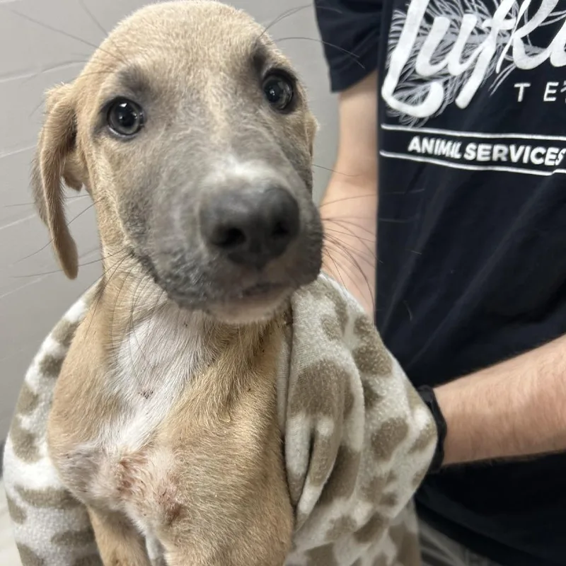 A baby small-sized male Yellow / Tan / Blond / Fawn Black Mouth Cur dog named Dewey for adoption in Lufkin, TX