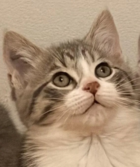 Chamomille T thumbnail 2