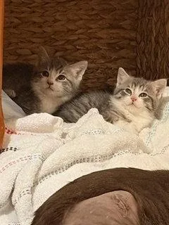 Chamomille T thumbnail 3