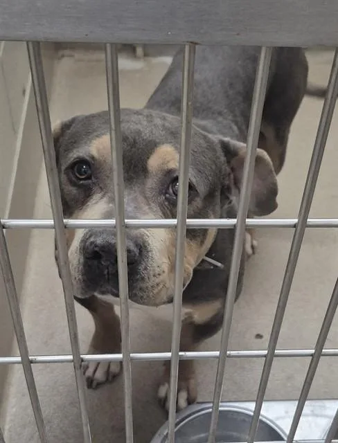A young large-sized male Pit Bull Terrier dog named Ford for adoption in Decatur, IL