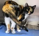 An adult medium-sized female Calico Domestic Short Hair cat named Wilma for adoption in Moline, IL