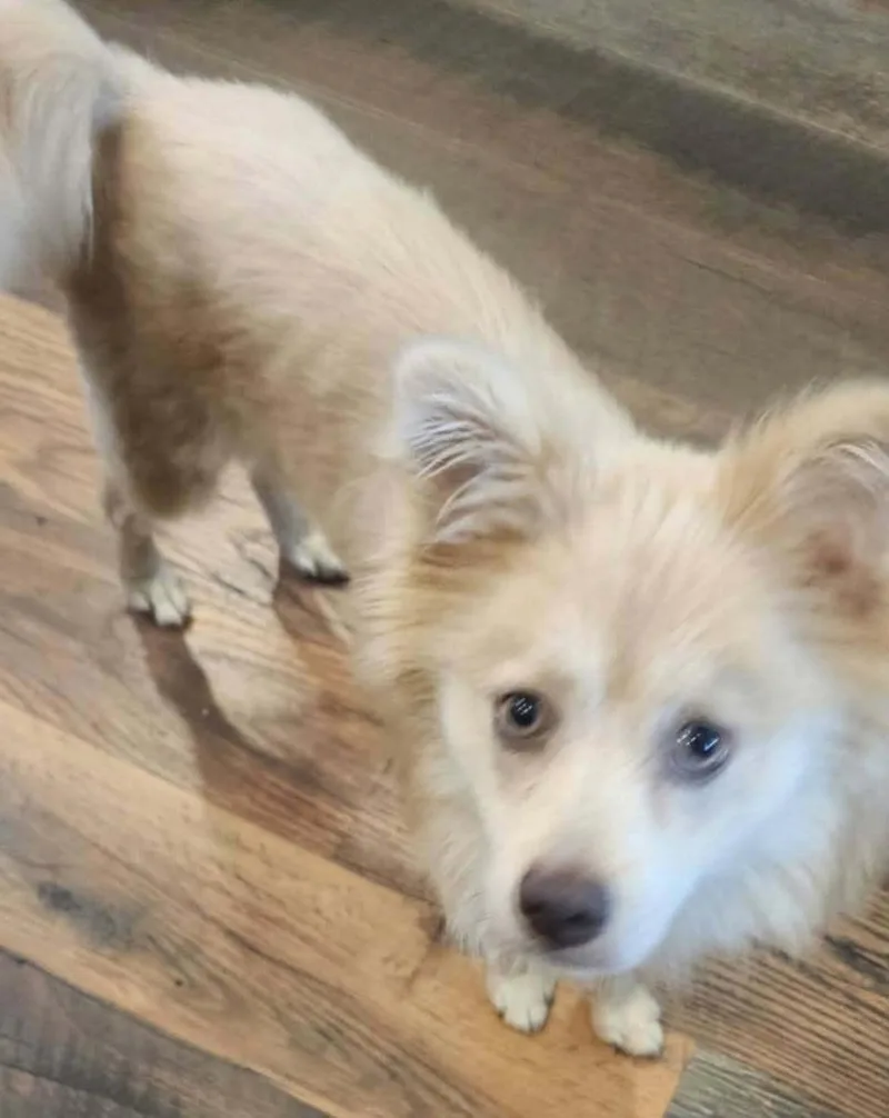 A young medium-sized male Yellow / Tan / Blond / Fawn Mixed Breed dog named Marty for adoption in Hopkinton, MA