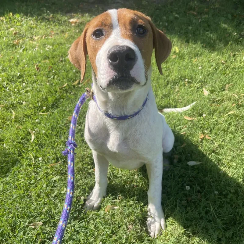 A young medium-sized male Brindle Mixed Breed dog named Huckleberry for adoption in Saint Charles, MO
