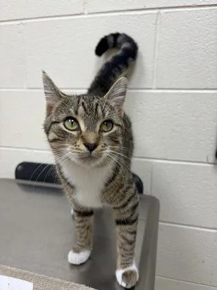 A young small-sized female Domestic Short Hair cat named Mittens for adoption in Westland, MI