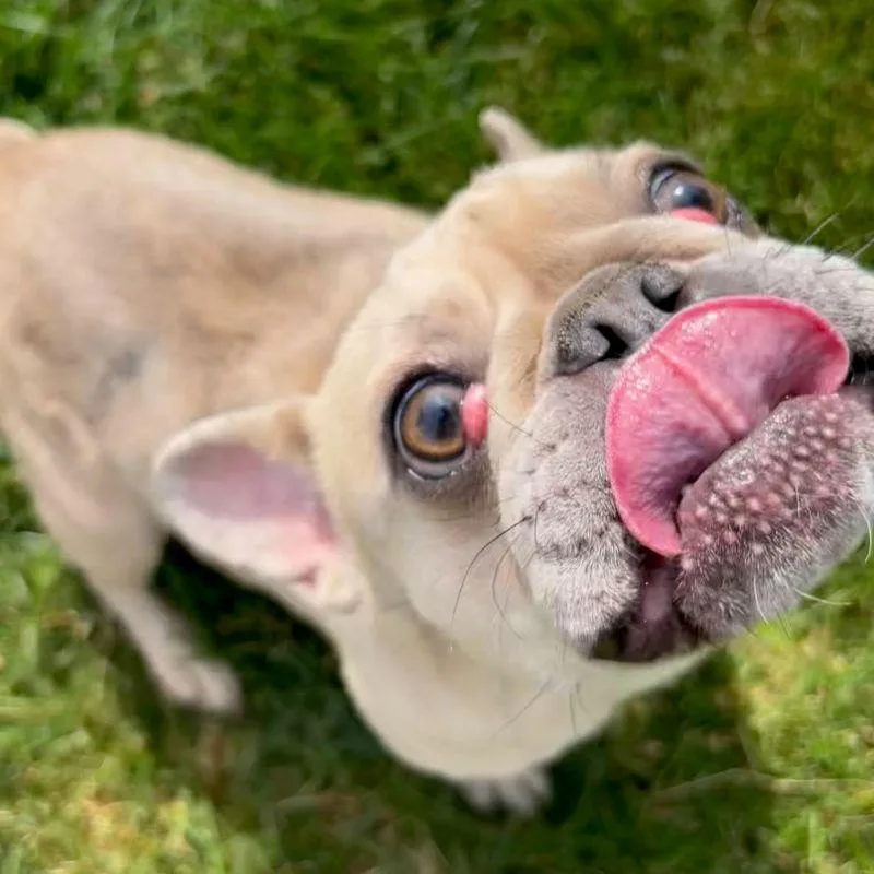 An adult small-sized female French Bulldog dog named Francesca for adoption in Barrington, IL
