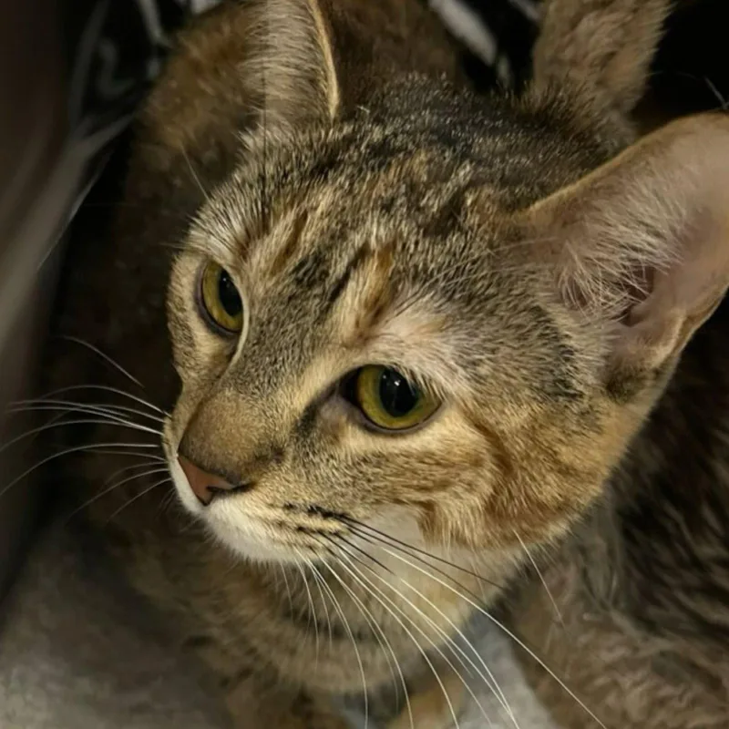 A young medium-sized female Domestic Short Hair cat named Petunia for adoption in Blasdell, NY