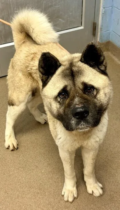 An adult large-sized male Mixed Breed dog named Appa for adoption in Chamblee, GA