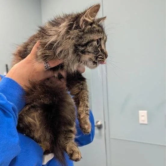 An adult medium-sized female Gray / Blue / Silver Domestic Long Hair cat named Sunflower for adoption in Greensboro, NC