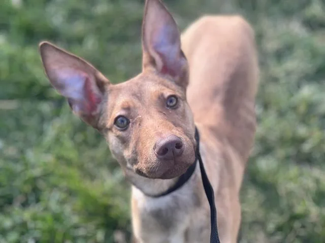 A young small-sized female German Shepherd Dog dog named Dizzy for adoption in Fairfield, CA