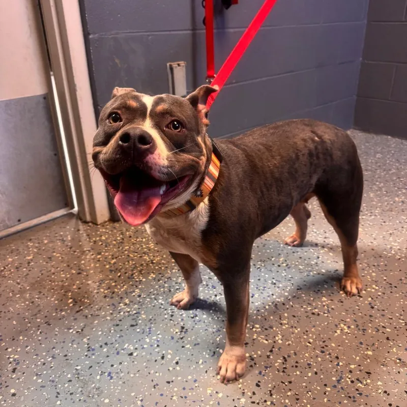 An adult medium-sized female Gray / Blue / Silver Pit Bull Terrier dog named TUSCStray for adoption in Tuscaloosa, AL