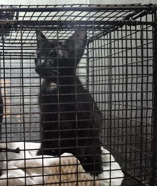 A baby small-sized male Domestic Short Hair cat named Ricky for adoption in San Antonio, TX