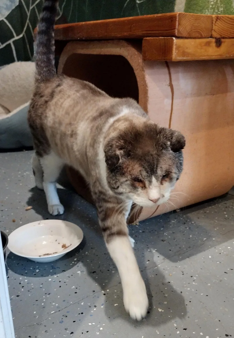 An adult medium-sized male Domestic Short Hair cat named Sir Teddy Chonk for adoption in Lincoln, CA
