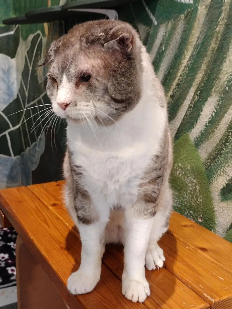 Sir Teddy Chonk thumbnail 2