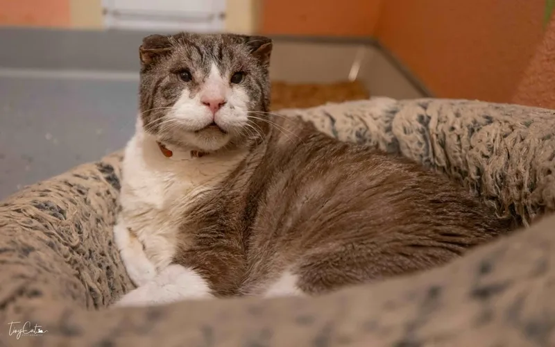Sir Teddy Chonk thumbnail 3