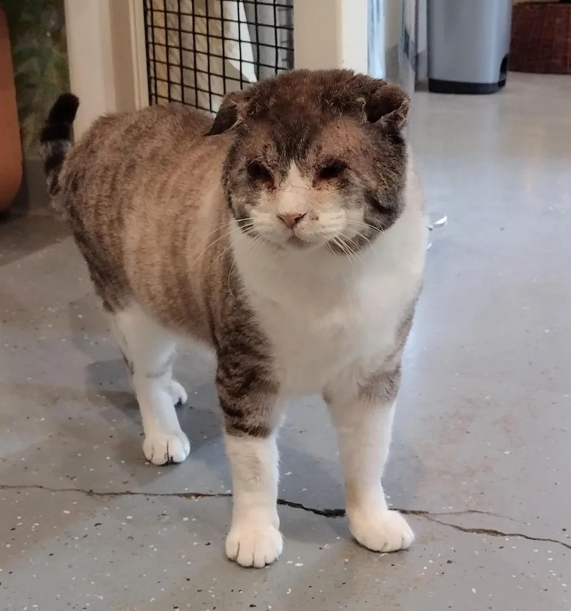 Sir Teddy Chonk thumbnail 4