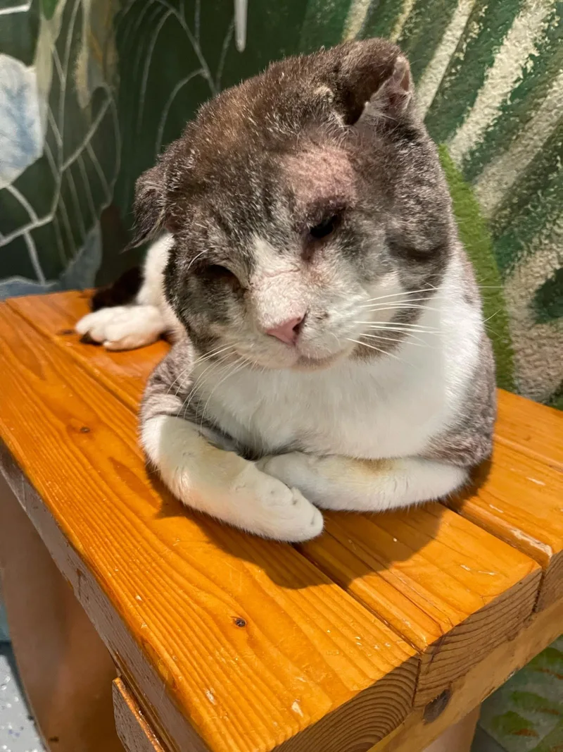 Sir Teddy Chonk thumbnail 5
