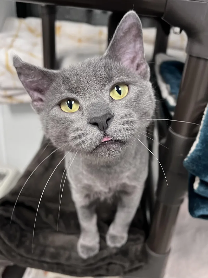 An adult medium-sized female Gray / Blue / Silver Domestic Short Hair cat named Skylar for adoption in Arlington Heights, IL