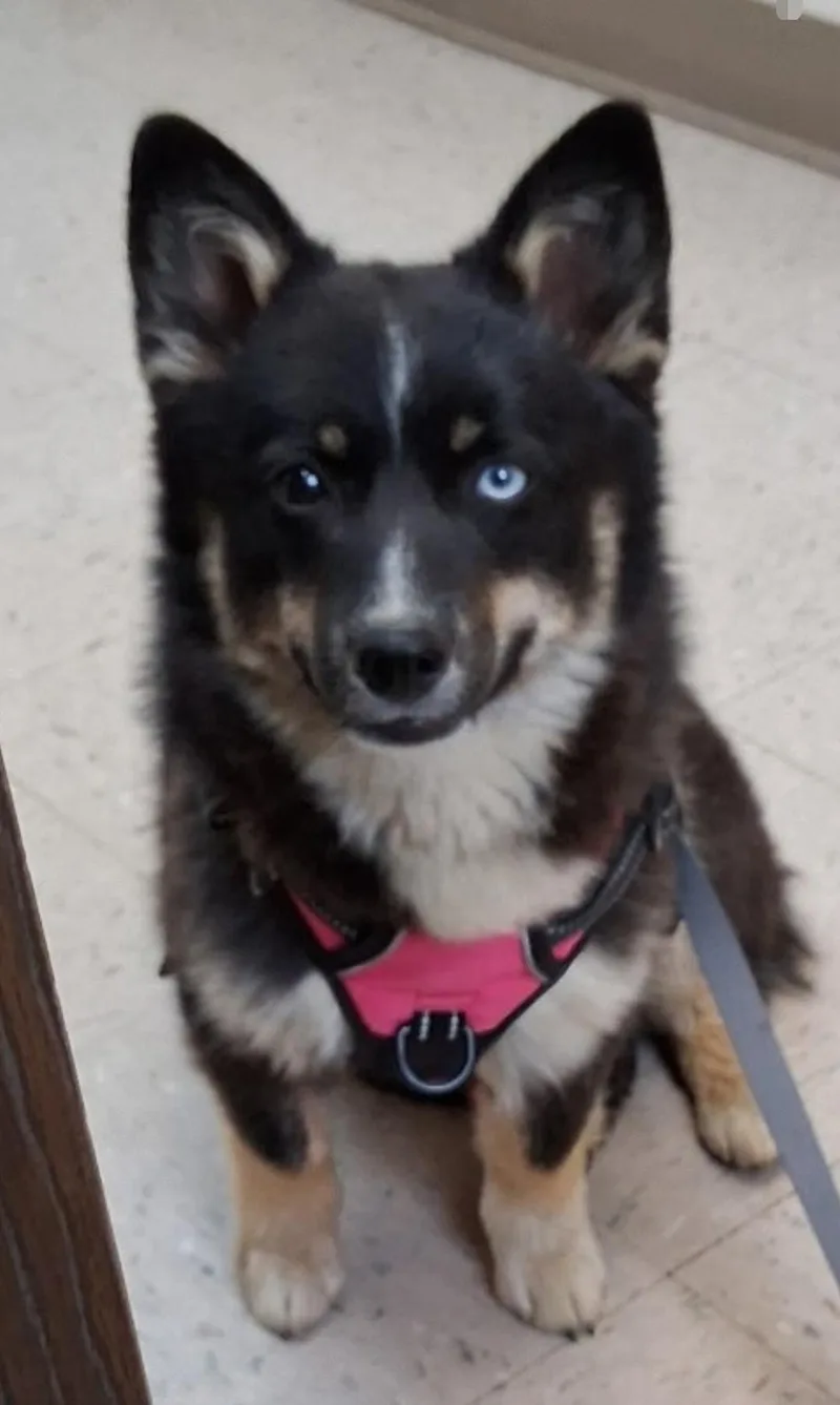 A baby small-sized female Corgi dog named Koda Corgi Xpomski Cross for adoption in Woodsfield, OH