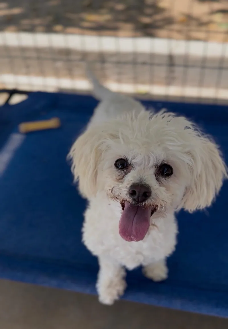 A senior small-sized female Poodle (Toy) dog named Clementine for adoption in Littlerock, CA