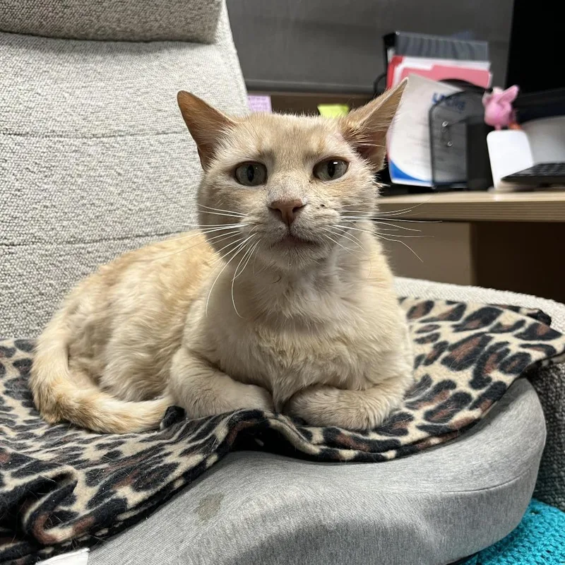 A senior large-sized female Orange / Red Domestic Short Hair cat named Butters for adoption in Durango, CO