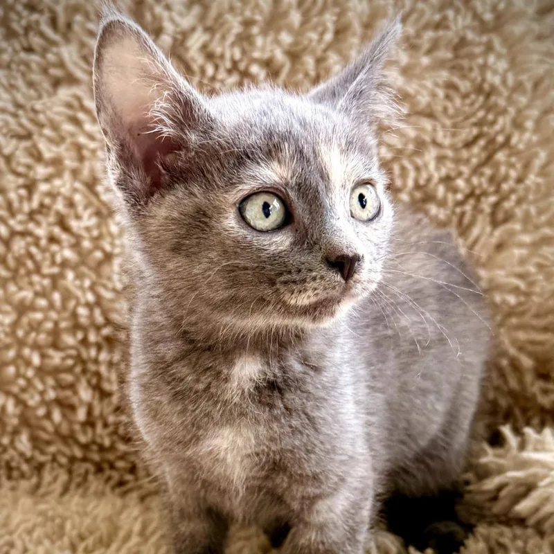 A baby small-sized female Tortoiseshell Domestic Short Hair cat named Silvia for adoption in Long Beach, CA