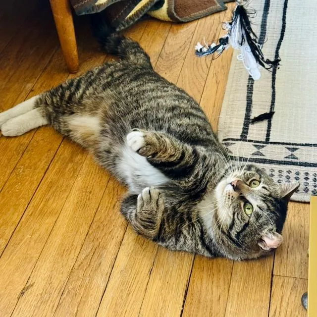 Sir Von Crumples thumbnail 2