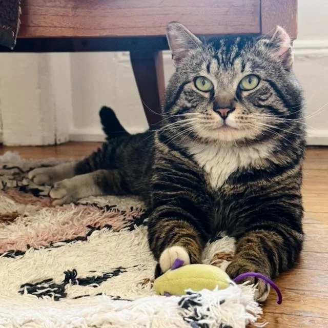 Sir Von Crumples thumbnail 3