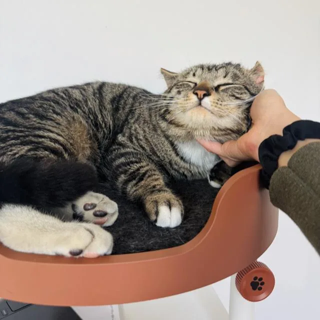 Sir Von Crumples thumbnail 4